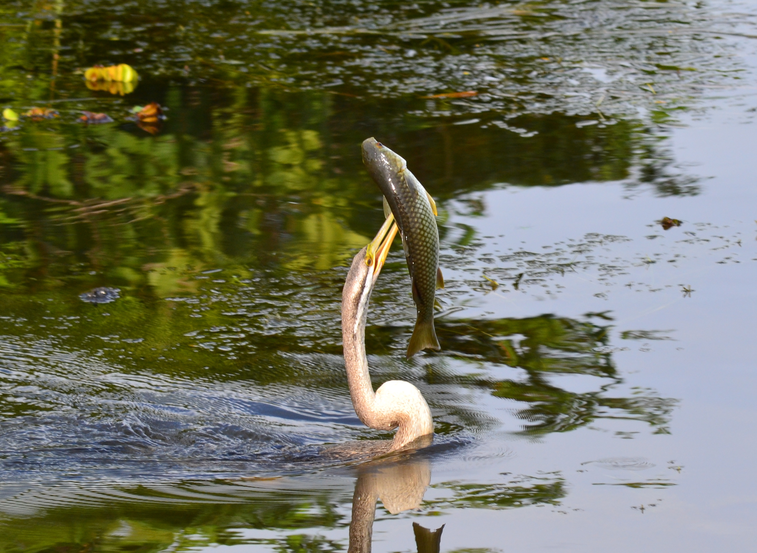 Female Australasian Darter about to swallow a fish © Arne Wessels
